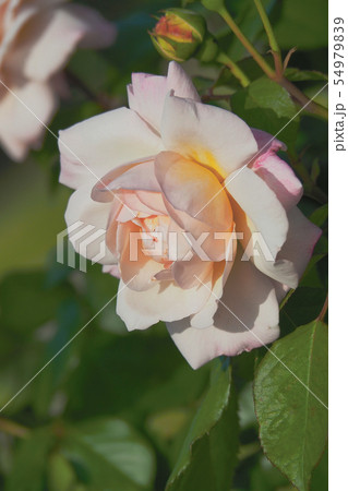 バラのイメージ 54979839