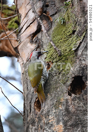 アオゲラ 54980321