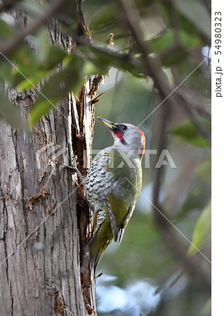 アオゲラ 54980323