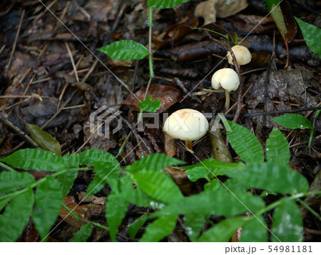 風景植物きのこ写真 秋の到来 森の中のきのこ 雨降り後のきのこ 雑木林のきのこ 風景植物きのこ写真 秋の到来 森の中のきのこ 雨降り後のきのこ 雑木林のきのこ 54981181