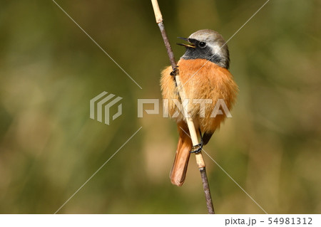 ジョウビタキ 54981312