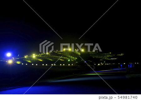 コキア　ライトアップ 54981740