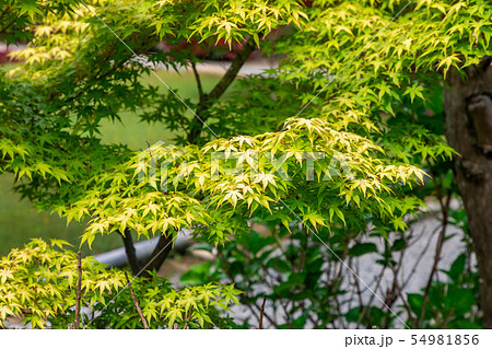 新緑 京都勧修寺 新緑 京都勧修寺 54981856