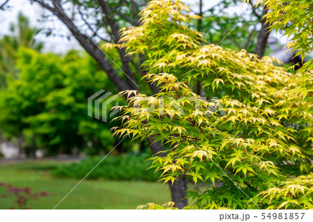新緑 京都勧修寺 新緑 京都勧修寺 54981857