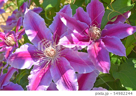 植物：クレマチス　キンポウゲ科 54982244