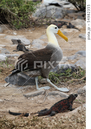 Galapagos albatross aka waved albatross walking by christmas iguana 54982355