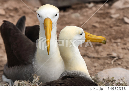 Galapagos Albatross aka Waved albatross pair nesting on Espanola Island 54982358