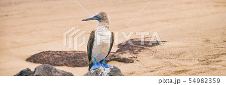 Blue-footed Booby - Iconic famous galapagos wildlife 54982359