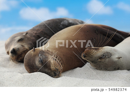 Animals Sea Lion Family in sand lying on beach Galapagos Islands - Cute adorable Animals Sea Lion Family in sand lying on beach Galapagos Islands - Cute adorable 54982374