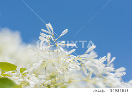 ヒトツバタゴ 54982613