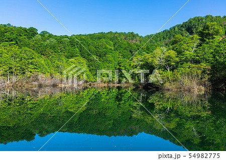 新緑の鎌池：5月　　　　　　北安曇郡小谷村 54982775