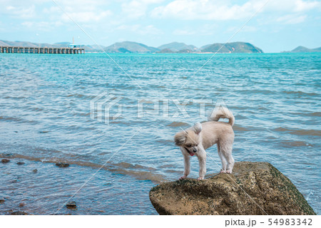 Dog happy fun on rocky beach when travel at sea 54983342