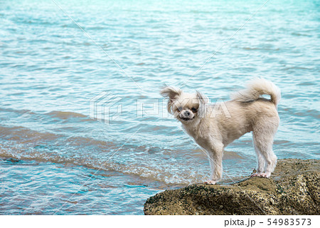 Dog happy fun on rocky beach when travel at sea 54983573