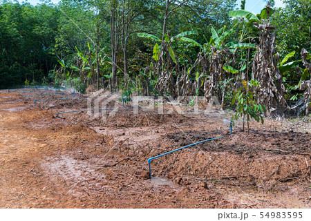 Durian seedling or sapling durian is king of fruit 54983595