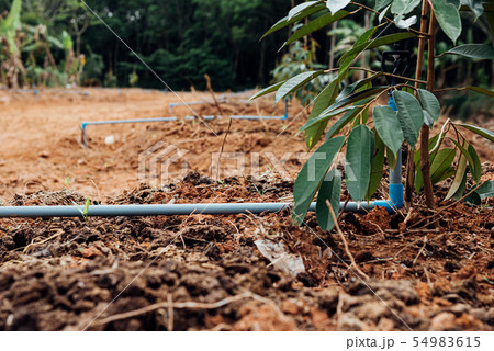 Durian seedling or sapling durian is king of fruit 54983615