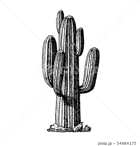 Saguaro Arborescent Tree Like Cactus Ink Vectorのイラスト素材