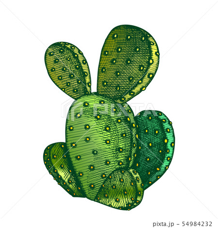 Color Opuntia Azurea Prickly Pear Cactus Ink Vector Color Opuntia Azurea Prickly Pear Cactus Ink Vector 54984232