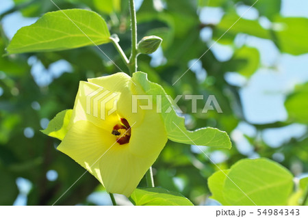 黄色いハマボウの花 54984343