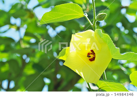 黄色いハマボウの花 54984346