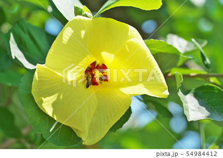 黄色いハマボウの花 54984412