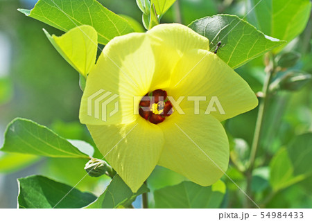 黄色いハマボウの花 黄色いハマボウの花 54984433