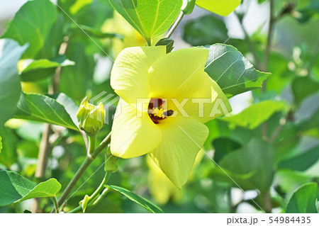 黄色いハマボウの花 黄色いハマボウの花 54984435