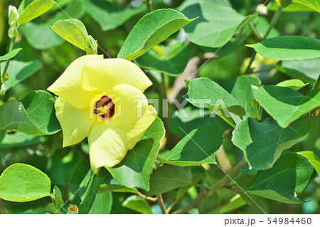 黄色いハマボウの花 54984460