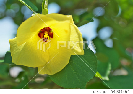 黄色いハマボウの花 54984464