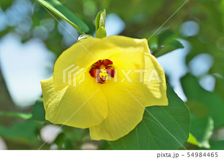 黄色いハマボウの花 54984465