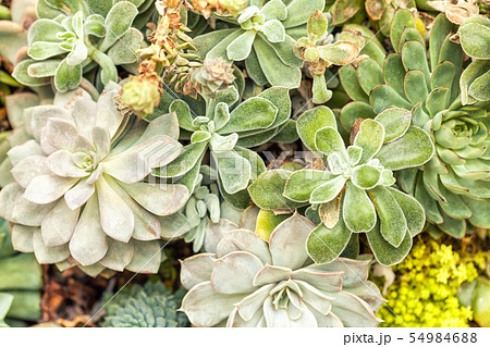 Variety of cacti agave succulent plants Variety of cacti agave succulent plants 54984688