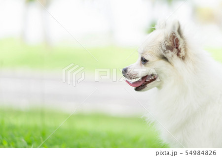 Closeup face of puppy pomeranian looking Closeup face of puppy pomeranian looking 54984826