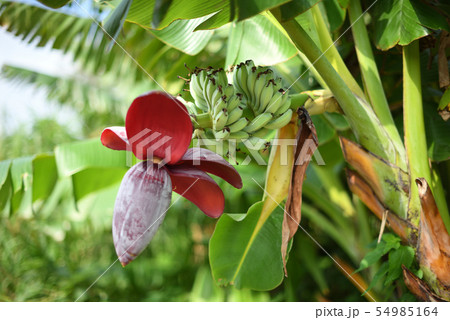成りはじめたバナナの実 54985164