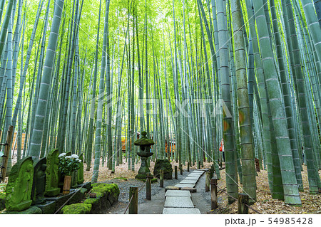 【神奈川県】鎌倉　報国寺の竹林 54985428