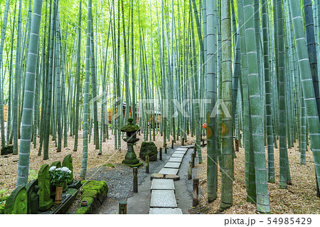 【神奈川県】鎌倉 報国寺の竹林 【神奈川県】鎌倉 報国寺の竹林 54985429