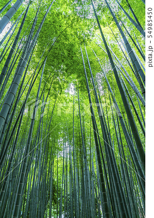 【神奈川県】鎌倉 報国寺の竹林 【神奈川県】鎌倉 報国寺の竹林 54985450