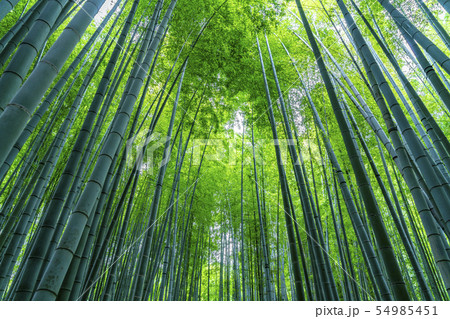 【神奈川県】鎌倉 報国寺の竹林 【神奈川県】鎌倉 報国寺の竹林 54985451