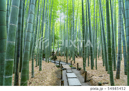 神奈川県 鎌倉 報国寺の竹林の写真素材