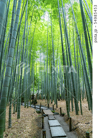 神奈川県 鎌倉 報国寺の竹林の写真素材