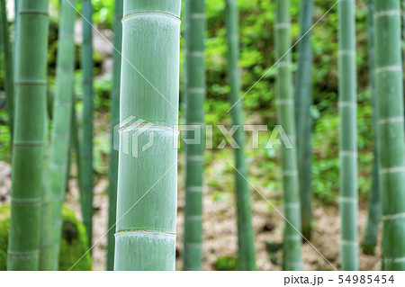 【神奈川県】鎌倉　報国寺の竹林 54985454