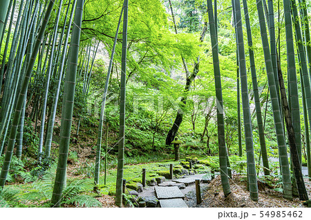 【神奈川県】鎌倉　報国寺の竹林 54985462