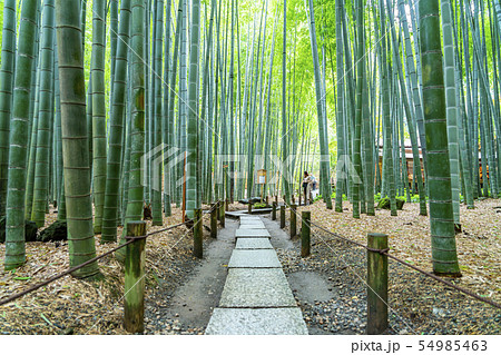 神奈川県 鎌倉 報国寺の竹林の写真素材