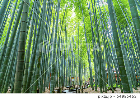 神奈川県 鎌倉 報国寺の竹林の写真素材