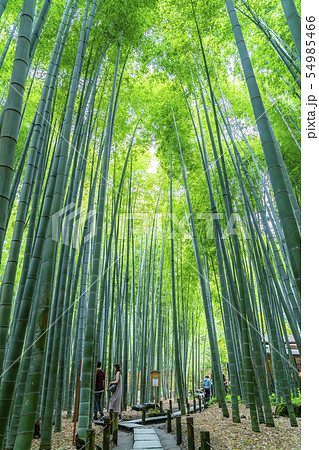 神奈川県 鎌倉 報国寺の竹林の写真素材