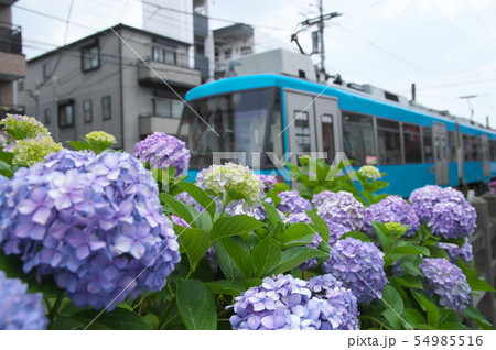 世田谷線　沿線　初夏 54985516