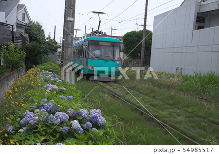 世田谷線　沿線　初夏 54985517