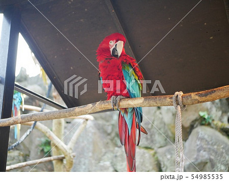 動物園のインコ 54985535