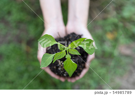 植物の苗　手 54985789
