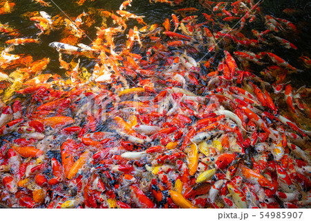 A crowd of carp fish in pond. 54985907