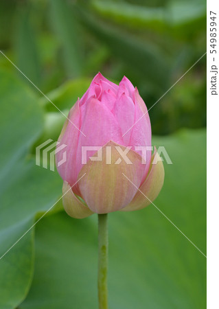 Sacred lotus Sacred lotus 54985947