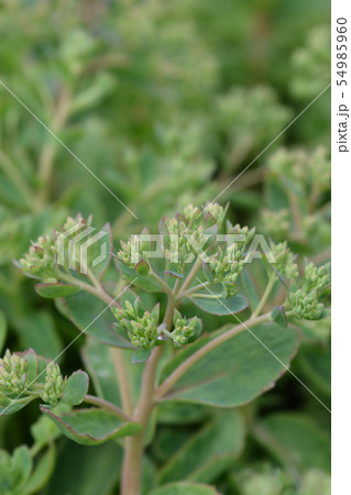 Stonecrop Herbstfreude Stonecrop Herbstfreude 54985960